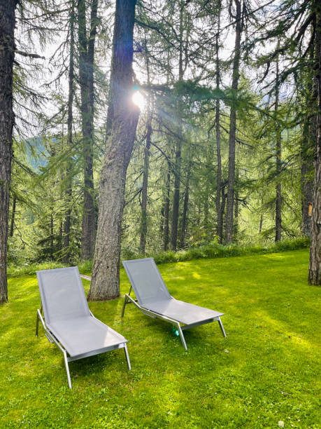 istock Two gray deck chairs in the forest meadow 1339433761