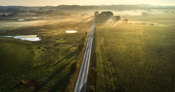 sobre el campo de maíz - morning cereal plant fog corn crop fotografías e imágenes de stock