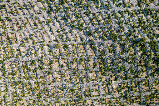 Vineyards with dry walls near Primosten, Adriatic Sea, Croatia