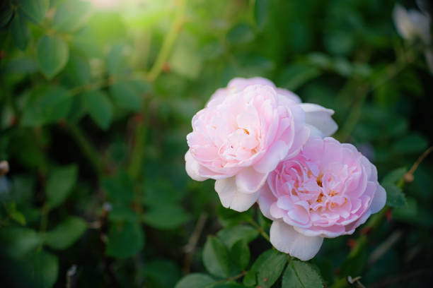 istock Blooming white rose in spring garden 1339435575