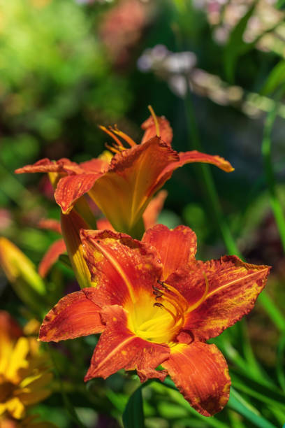 istock flower of orange lily 1339435643