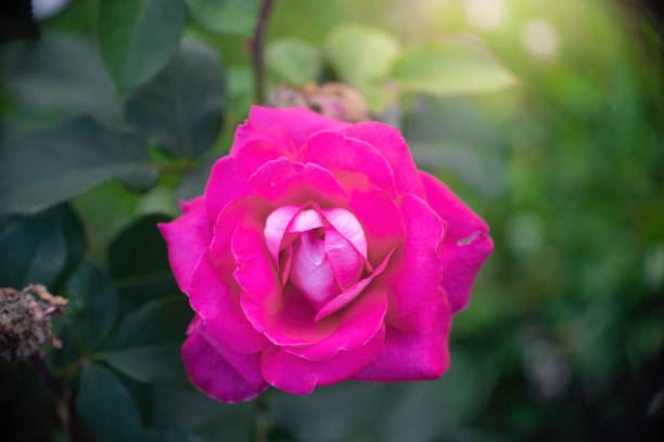 Rose flower close up on a green blurred background.