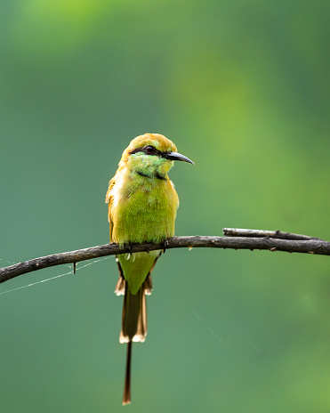 Green bee eater or Merops orientalis bird portrait in natural green background perched on a branch at keoladeo national park or bharatpur bird sanctuary rajasthan india
