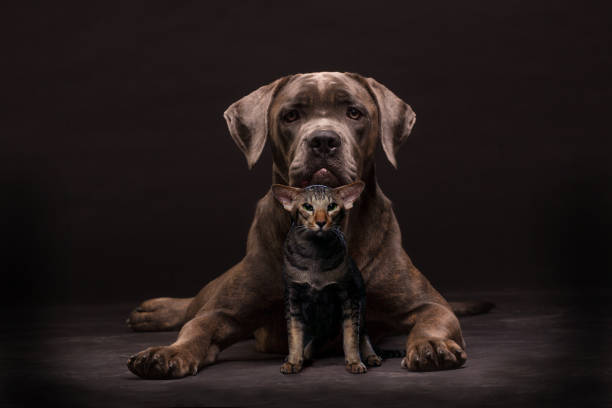 Cane corso dog and siamese cat Cane corso dog and oriental cat on the black background mastiff stock pictures, royalty-free photos & images