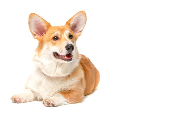 istock Corgi Fluffy Dog Isolated 1339438811