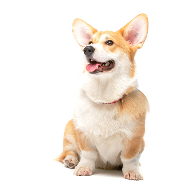 istock Corgi Fluffy Dog Isolated 1339438815