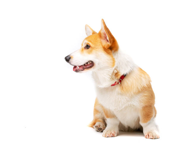 istock Corgi Fluffy Dog Isolated 1339438819