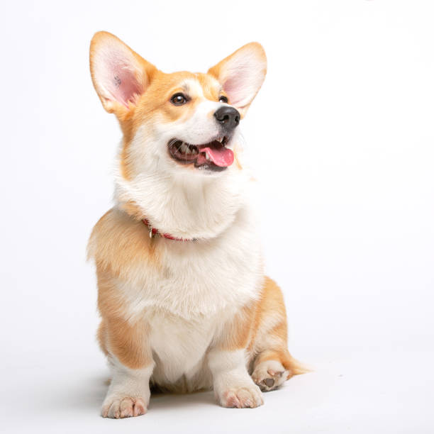 istock Corgi Fluffy Dog Isolated 1339438826