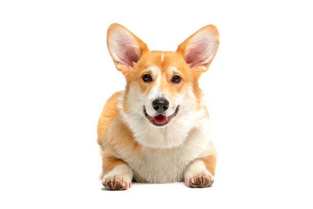 istock Corgi Fluffy Dog Isolated 1339438840