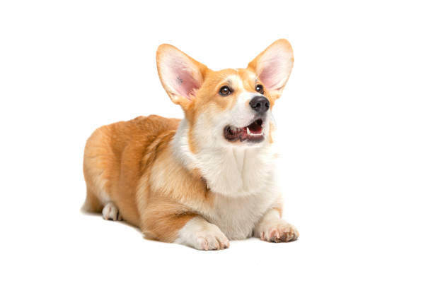 istock Corgi Fluffy Dog Isolated 1339438844