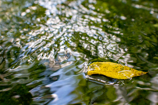 A yellow leaf in the Fall is floating on the water surface of a stream. There is ample copy space in the water