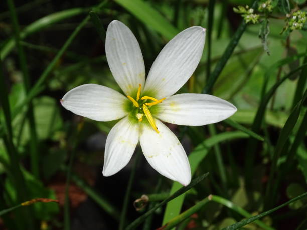 istock THE WHITE WATER LILY FLOWER 1339440038