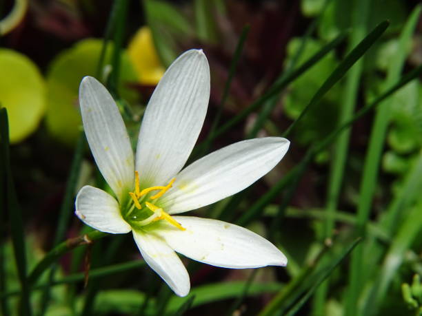 istock THE SIDE VIEW OF THE WHITE WATER LILY 1339440165