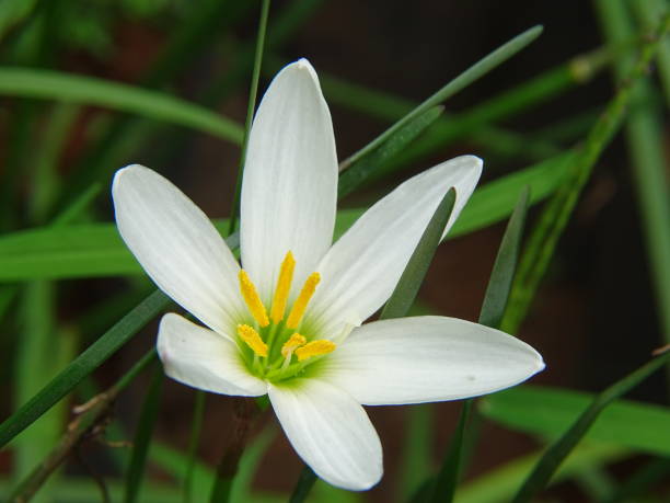 istock THE WHITE COLOUR WATER LILY FLOWER 1339440909