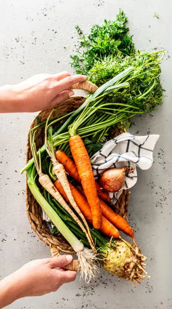 Raw root vegetables (carrot, parsnip, celeriac, leek) in the basket. Fresh harvest from the garden in the cookâs hands. Captured from above (top view) on gray stone background.