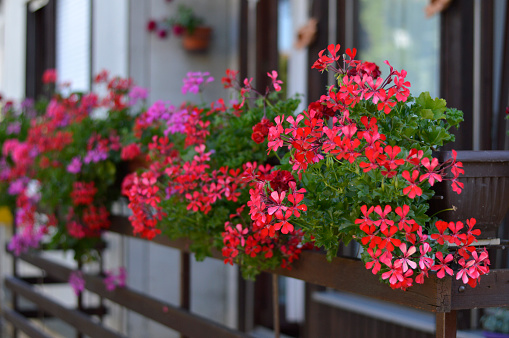 colorful geraniums in blossom in flower pots close up