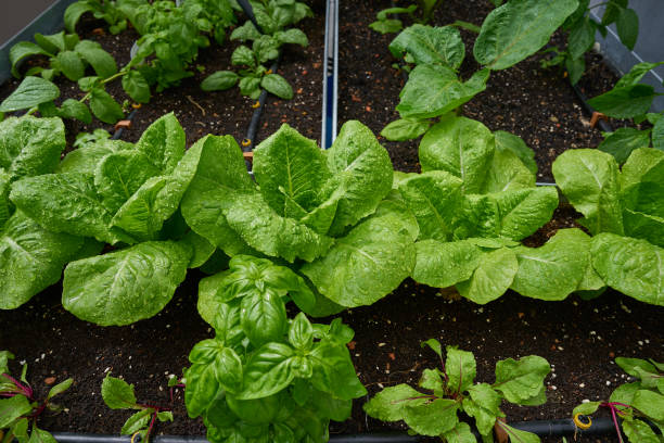 istock Urban homestead with lettuces 1339441429