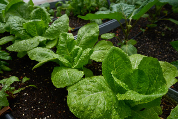Urban homestead with lettuces