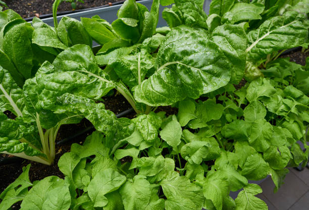 istock Urban homestead with lettuces 1339441499