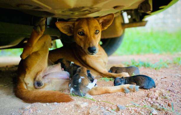 istock Puppies with their mother 1339441581