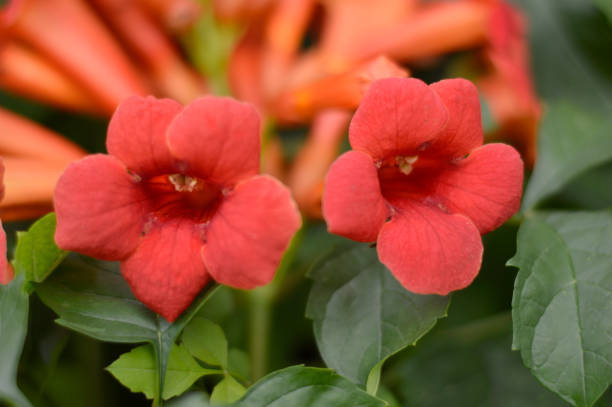 istock red blooming trumpet vine plant 1339441695