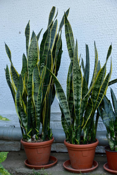 istock snake plants growing in the flower pot 1339441697