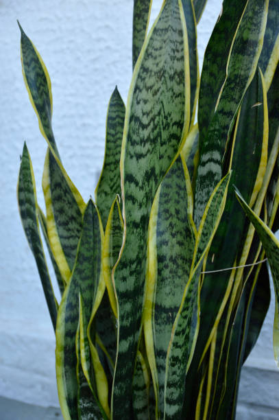 istock snake plants growing in the flower pot 1339441704