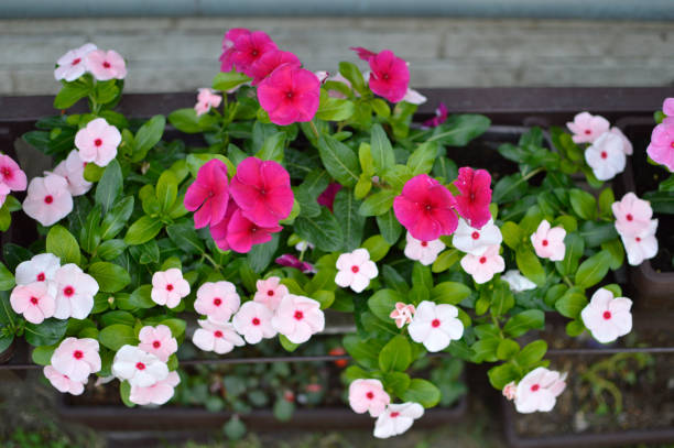 istock colorful Madagascar periwinkles in blossom 1339441731