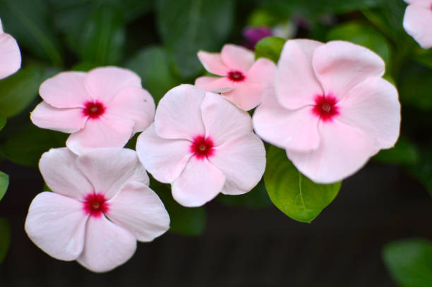 istock colorful Madagascar periwinkles in blossom 1339441733