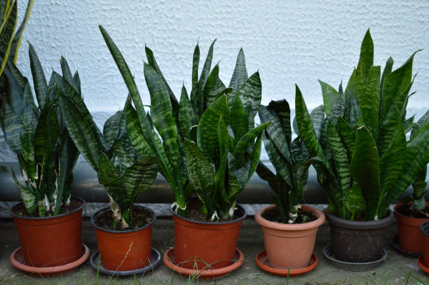 istock snake plants growing in the flower pot 1339441735