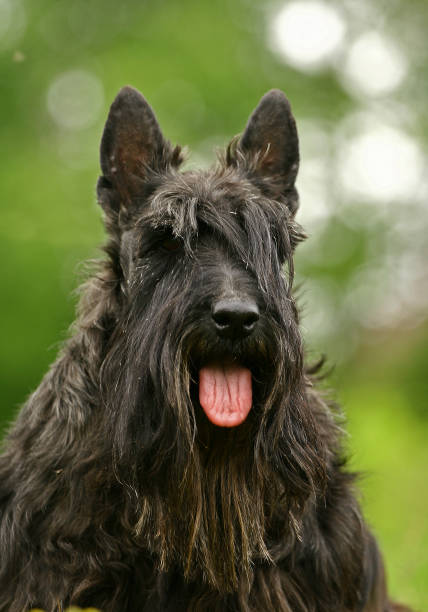 istock Black Scottish Terrier with a big beard 1339441758