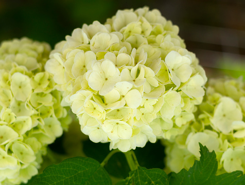 White flowers in the form of snow balls Viburnum opulus roseum (boule de neige) on a sunny day in Greece