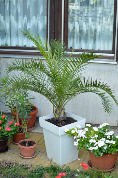 istock date palm houseplant in flower pot 1339442661
