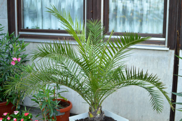 date palm houseplant in flower pot potted date palm date palm tree stock pictures, royalty-free photos & images