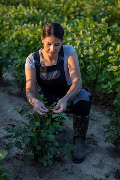 istock Female Farmer In Soybean Field 1339442808