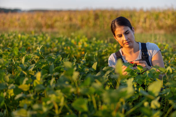istock Female Farmer In Soybean Field 1339442818