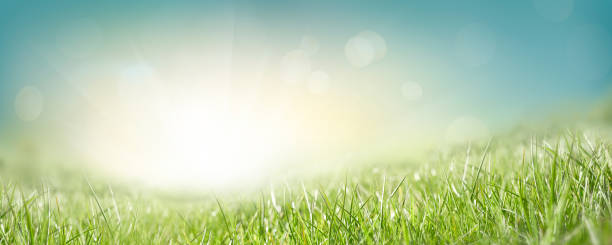istock A natural spring garden background of fresh green grass 1339443055