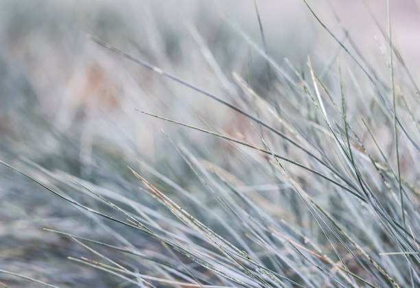 istock Blurred background, texture, pattern of blue green grass. Extreme bokeh with light reflection 1339444186