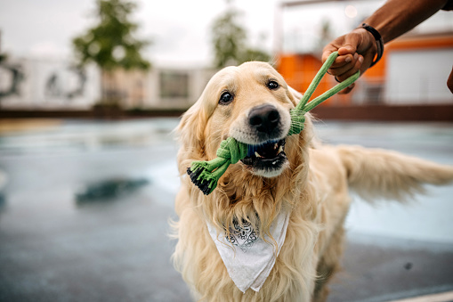 Portrait of playful golden retriever with toy in mouth