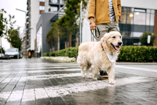 istock Daily walk with dog 1339445484