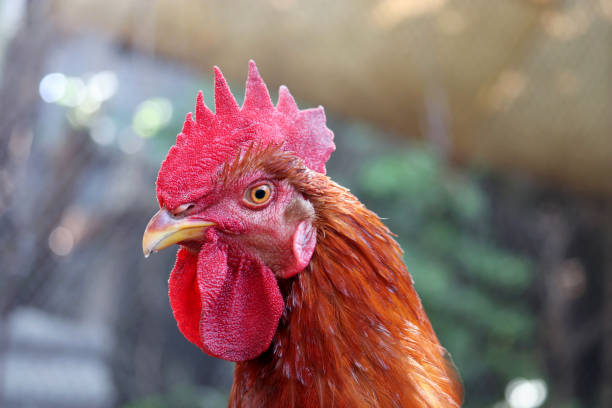 istock Red rooster on the farm, poultry concept 1339445543