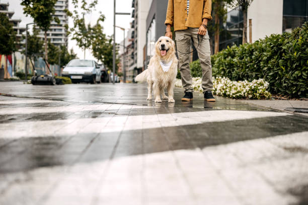 istock Morning walk with dog 1339445757