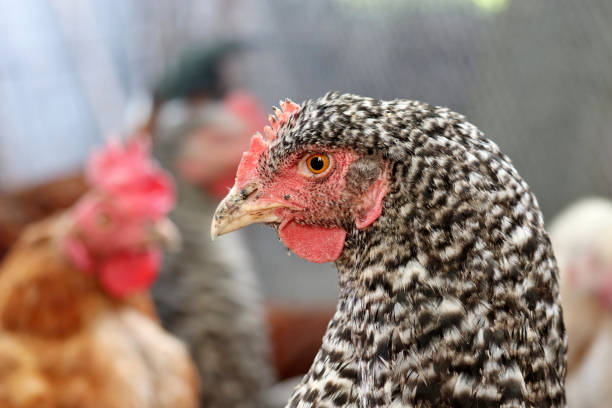 istock Chickens on a farm, poultry concept 1339445883