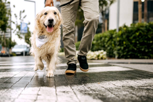morning walk with dog - dog walking retriever golden retriever imagens e fotografias de stock