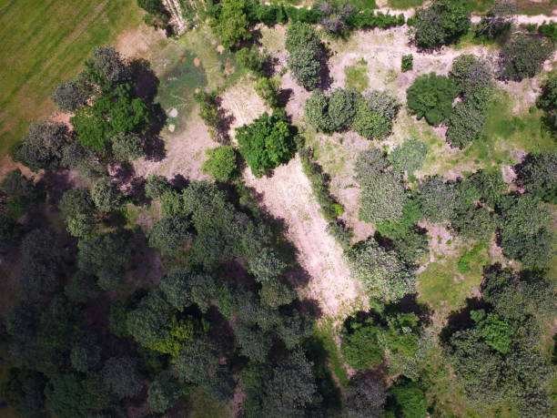 Vertical aerial view drone forest