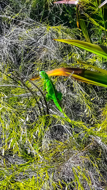 A grass-green gecko on a shrub