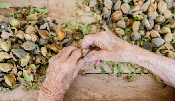 old woman's hands gathering almonds old woman's hands gathering almonds walnut grove stock pictures, royalty-free photos & images