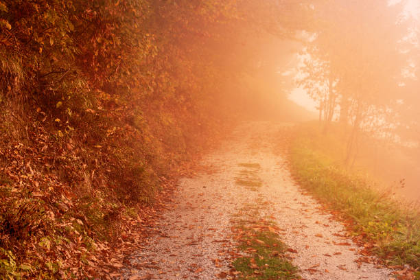 istock Beautiful autumn landscape 1339449240