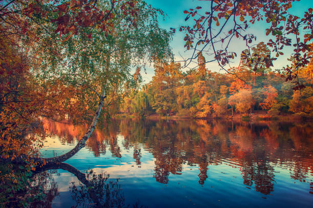 View of the lake with autumn yellow and green trees and blue sky, natural seasonal background