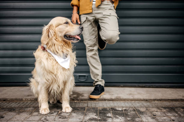 istock Golden retriever posing with his unrecognisable owner 1339450423